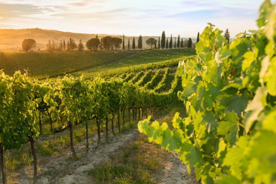 Montalcino: Brunello Wine Tasting Experience - Price and value: $38 for castle + sommelier + three wines