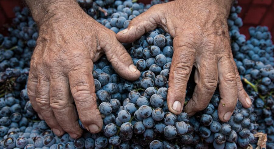 Montalcino: Brunello Wine Tasting & Lunch in a Tuscan Castle - The lunch is the payoff: antipasto, handmade pasta, dessert + coffee
