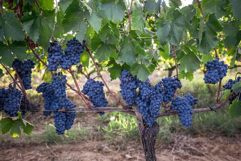 Montalcino: Vinyard Tour with Vertical Brunello Tasting - Price and Value: Is $55.80 for a 1-Hour Private Tasting Fair?
