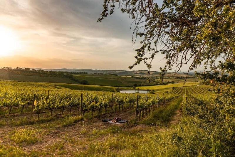 Montalcino: Wine Tasting and Tuscan Lunch - Wine Resort Colsereno: A calm, small-group way to do Montalcino