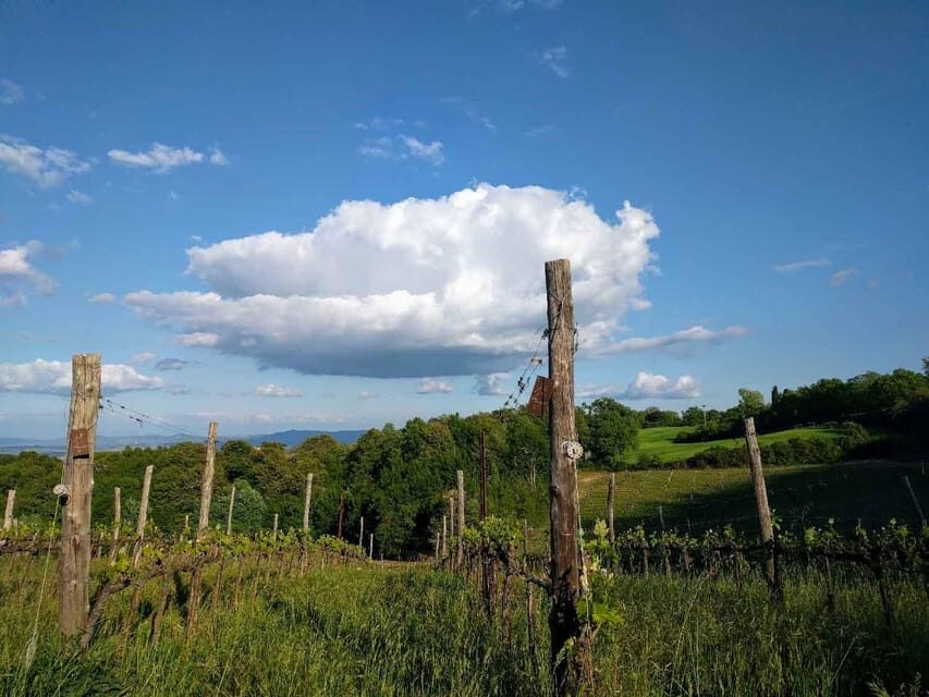 Montepulciano: Artisan Heroic Wine Tasting at the Terrace - Timing, pacing, and who this fits best