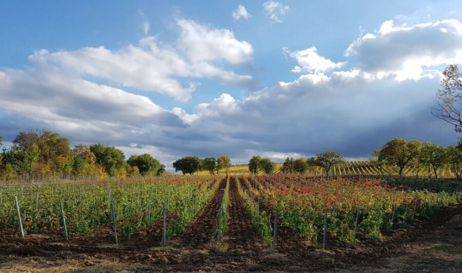 Montepulciano: Tuscan Winery Tour with Wine Tasting & Meal - Wine pairings that make the food taste better