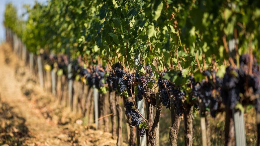 Montepulciano: Wine Tasting with typical Tuscan Cold Cuts - What You’ll Remember After the Tasting