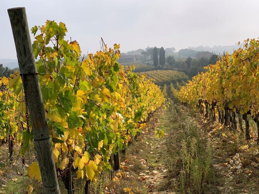 Montepulciano: Wine Tour and tasting - The DOCG story, vineyards, and the Valiano setting