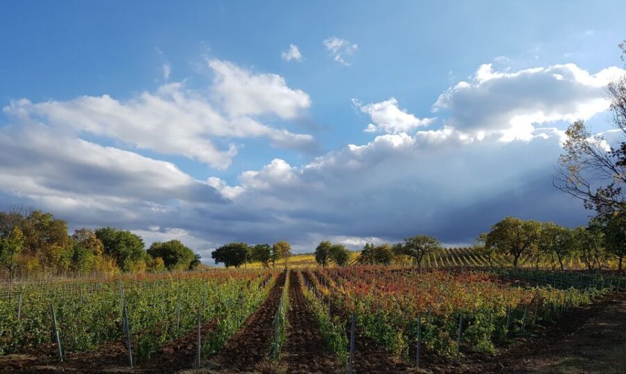 Montepulciano: Winery Tour, Tasting, and Vineyard Picnic - Vineyard picnic lunch: what you’ll eat, where you’ll sit, and what you’ll drink