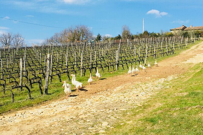 Organic Wine Tour&Tasting overlooking Chianti Classico Vineyards - Key highlights from Casa Emma