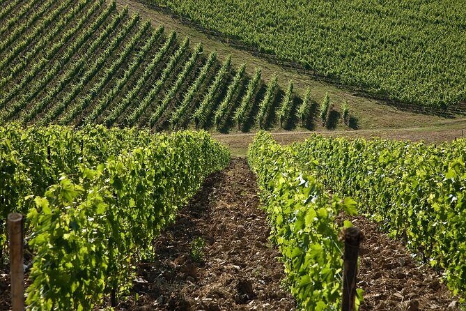 Organic Wine Tour&Tasting overlooking Chianti Classico Vineyards - Views, atmosphere, and a group of 15