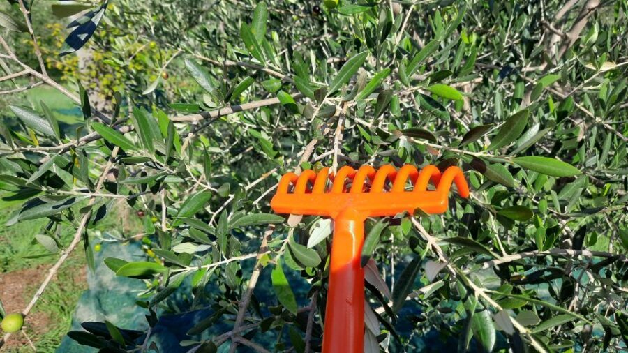 Passeggiando nell'uliveto: come nasce l'olio extrav d'oliva? - Key takeaways before you go