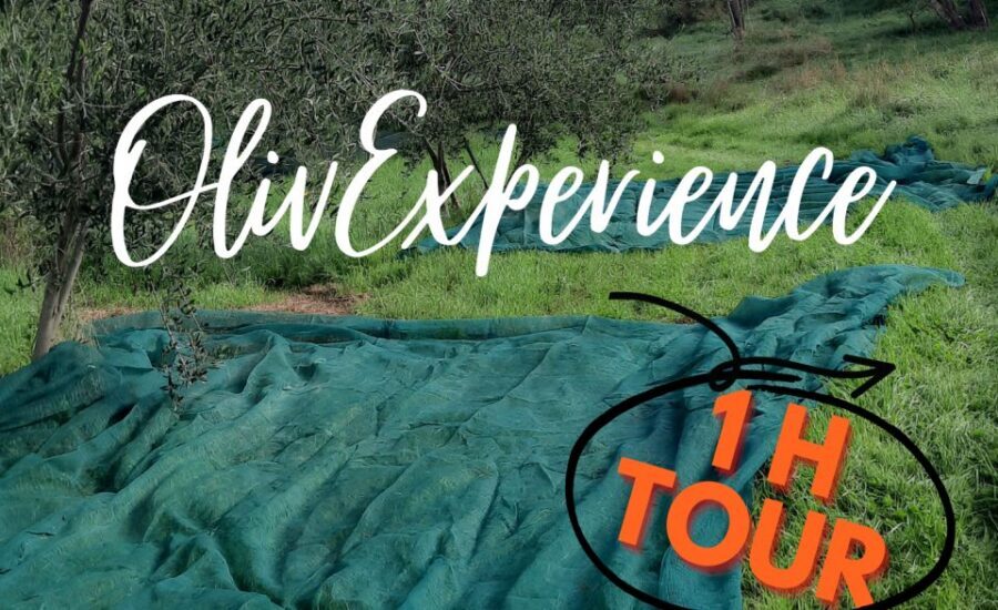 Passeggiando nell'uliveto: come nasce l'olio extrav d'oliva? - The one-hour route through the hill: how the walk actually feels