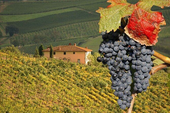 Pienza and Montepulciano by Tuscan Hills from Rome Private Tour - Door-to-door comfort: the practical side of a private vehicle