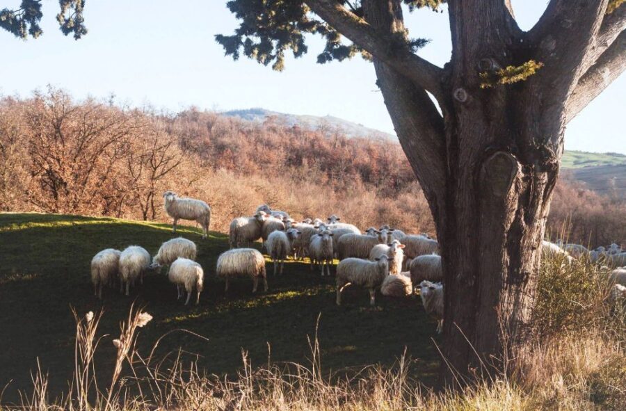 Pienza: Dairy Farm Tour with Pecorino Cheese Tasting - Timing Your Day in Pienza and Val d’Orcia