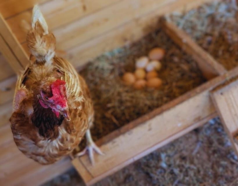 Pienza: Sheep and Chickens Tour w/Gourmet Lunch at Farmhouse - How the 2 hours feel in real life (and how to use it)