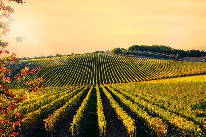 Private Chianti Classico Tour with wine and food tasting in a Historic Estate - Inside the estate: vineyard walking plus an ancient cellar