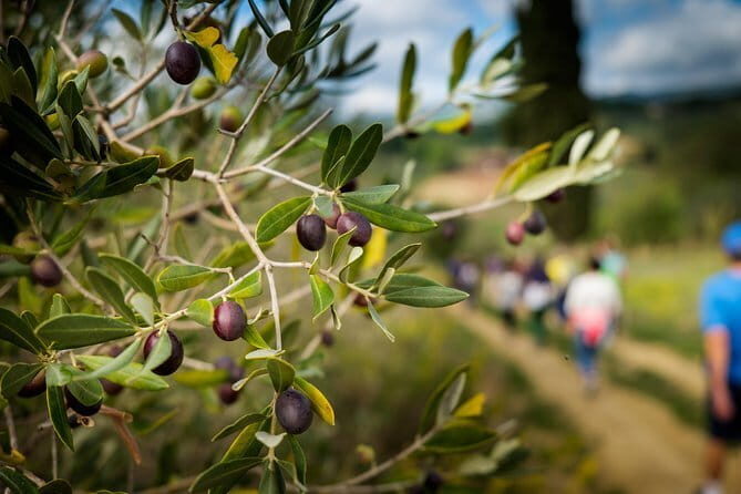 Private Classic Wine Tour in Chianti from Florence - Stop By Stop: How the Three Winery Tastings Play Out
