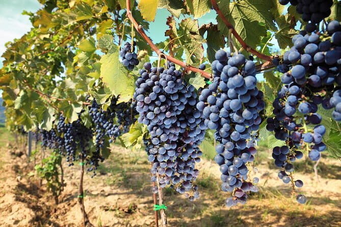 Private daytrip to Siena & Chianti wine country, with wine tasting from Florence - Chianti roads to Panzano: the halfway village and quick photo chances