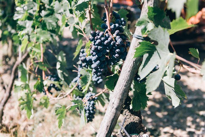 Private Ebike Tour in Chianti - Key points to know before you go