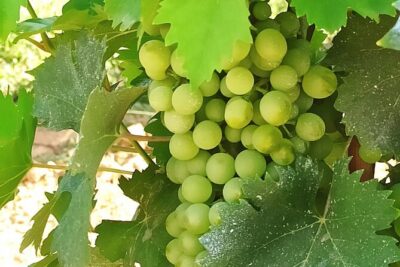 PRIVATE EXCURSION: Florence & Chianti with Wine Tasting Experience from Livorno - Pickup in Livorno and the Drive That Sets the Tone