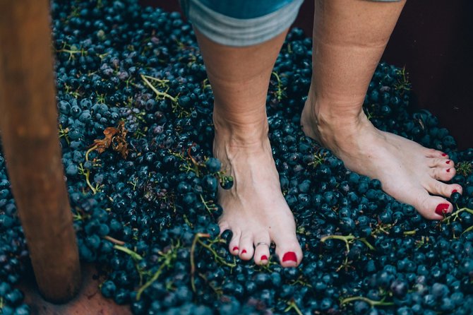 Private Grape stomping at Chianti Farmhouse - Lunch at a Family Table: Pasta, Bruschettas, Cold Cuts, Biscotti