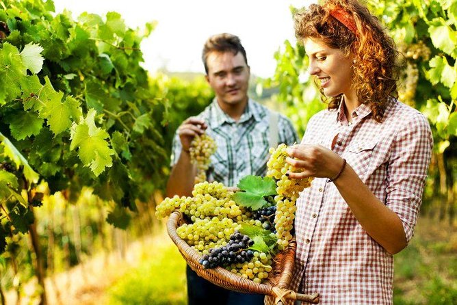 Private Grape stomping at Chianti Farmhouse - Meeting Silvia and Touring the Farm (Cellar + Olive Oil + Honey)