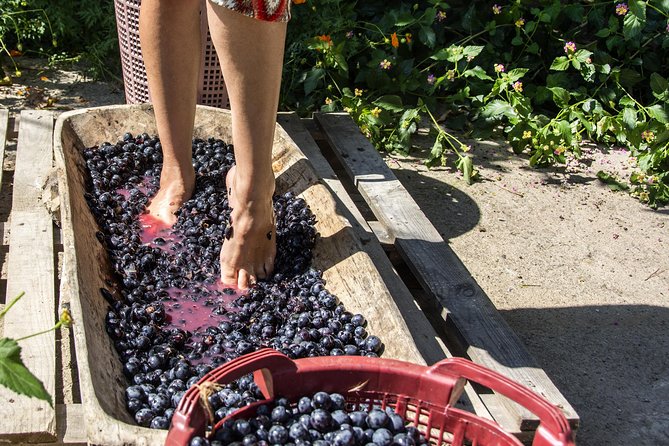 Private Grape stomping in Chianti from Florence - Key Highlights You’ll Care About