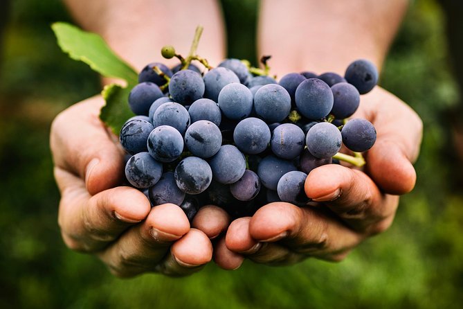 Private Grape stomping in Chianti from Florence - What to Bring and How to Prep