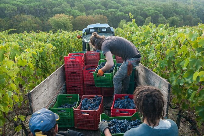 PRIVATE Half-Day Tour: Chianti Classico Wine Experience. - Key things I’d circle before you book