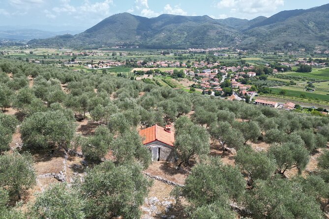 Private Home-Made Pasta Cooking Class in Pisa. - The olive farm tour while the dough rests