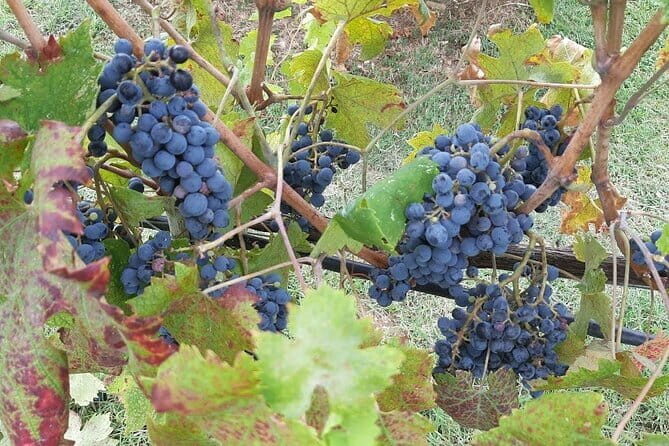 PRIVATE TOUR: Chianti Afternoon tour with visit to 2 wine farms - 3 p.m. pickup in a 7-seat minivan: relaxing start from Florence