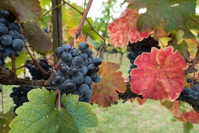 Private Tour: Chianti Winery, Montefioralle, and Greve in Chianti - Leaving Florence smoothly: Piazza Adua to the Chianti hills