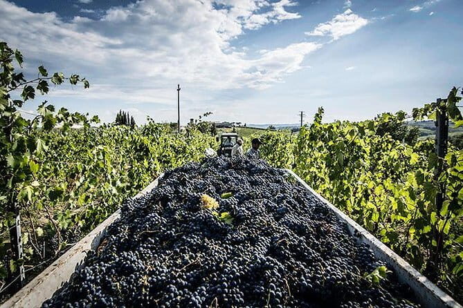 Private Tour: Chianti Winery, Montefioralle, and Greve in Chianti - Piazza Matteotti and Greve’s center: coffee, strolling, and optional extras