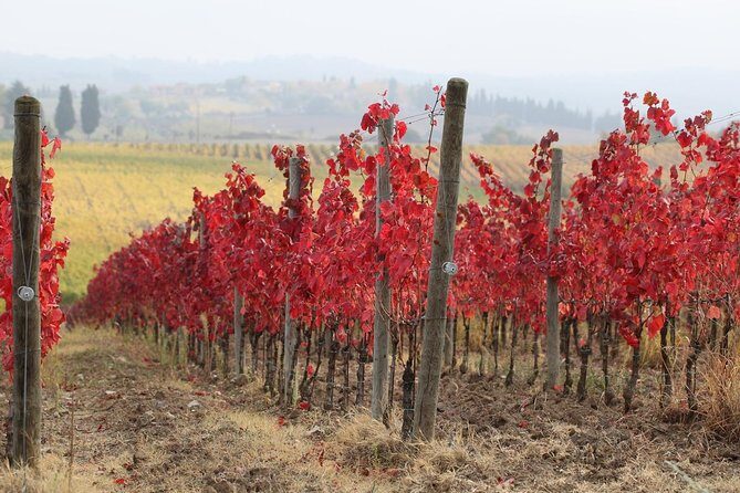 Private Tour: Guided Hike in Tuscany with Transport from Siena - Meeting in Siena: Piazza San Domenico and a van that actually helps