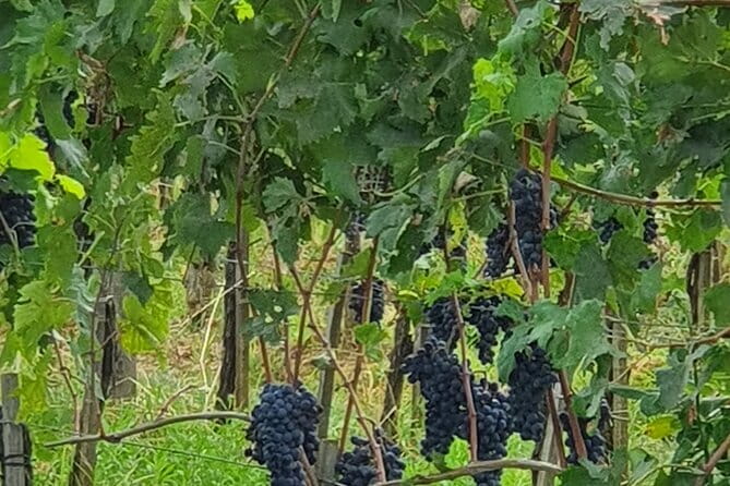 Private Tour of Chianti Siena and San Gimignano by Minivan - Strada in Chianti Drive: Using Transit Time for Views