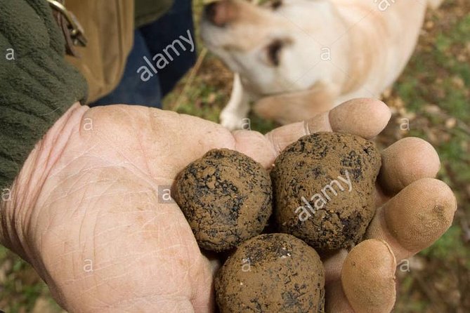 Private Truffle Hunting in Chianti - Practical Tips for Comfortable Shoes, Mosquitoes, and a Natural Pace