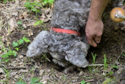 Private Truffle Hunting in Chianti from Florence - Inside the woods: what the hunter and the dogs teach you