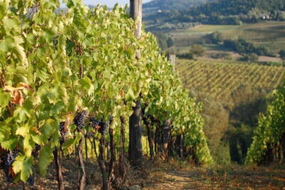 Private Tuscany Day Tour: San Gimignano and Chianti Wine Region from Florence - How the private guide turns a set plan into your plan