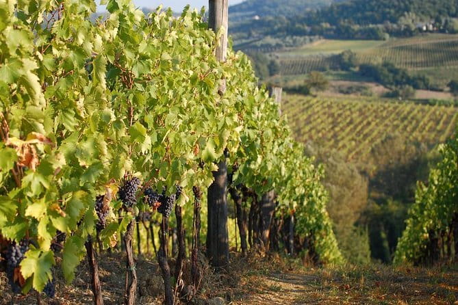 Private Tuscany Day Tour: San Gimignano and Chianti Wine Region from Florence - How the private guide turns a set plan into your plan