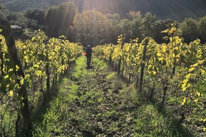 Private wine & EVO Oil Tasting with Tuscan Meal - Your Host Matters: Dario’s Welcoming Style