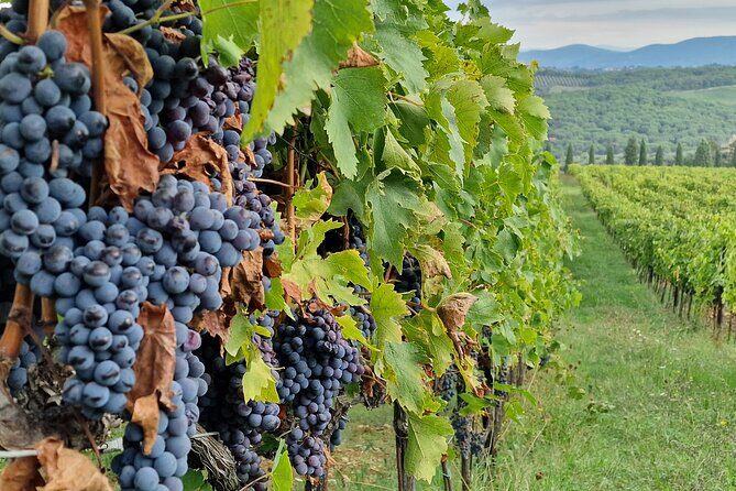 Private Wine Tour best of Chianti Tuscany 6 hours Limo Service - Stop 3: Piazzale Michelangelo for a Quick Florence View