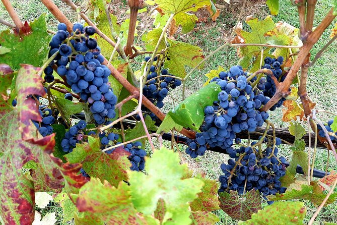 "Ramble Through The Rolling Hills Of Chianti" with lunch & Wine Tastings - Key highlights to look for