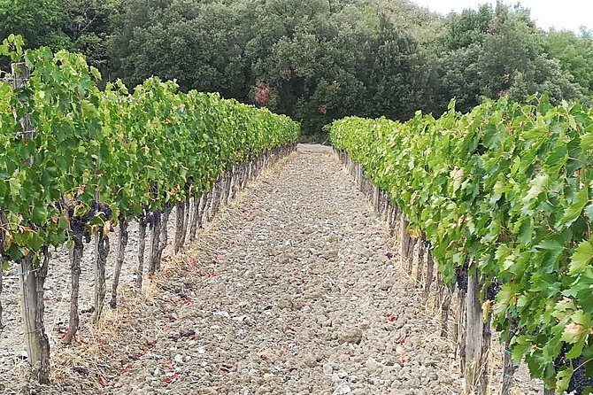 "Ramble Through The Rolling Hills Of Chianti" with lunch & Wine Tastings - The Pisa-to-Chianti drive that sets the mood