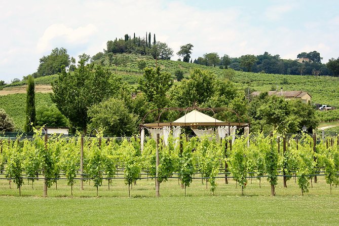 Romantic Lunch in the Vine Rows in Tuscany - Should you book this vine rows lunch?