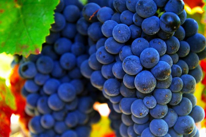 San Gimignano and Chianti Classico Wine and Food PRIVATE TOUR from SIENA - San Gimignano towers: the postcard town with real time to enjoy it