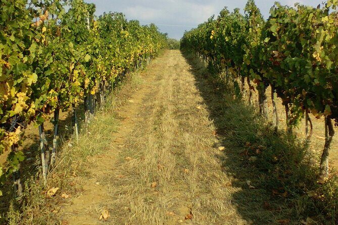 San Gimignano and Chianti tour - The Chianti Drive on Strada Statale 222 Chiantigiana (Where Time Flies)