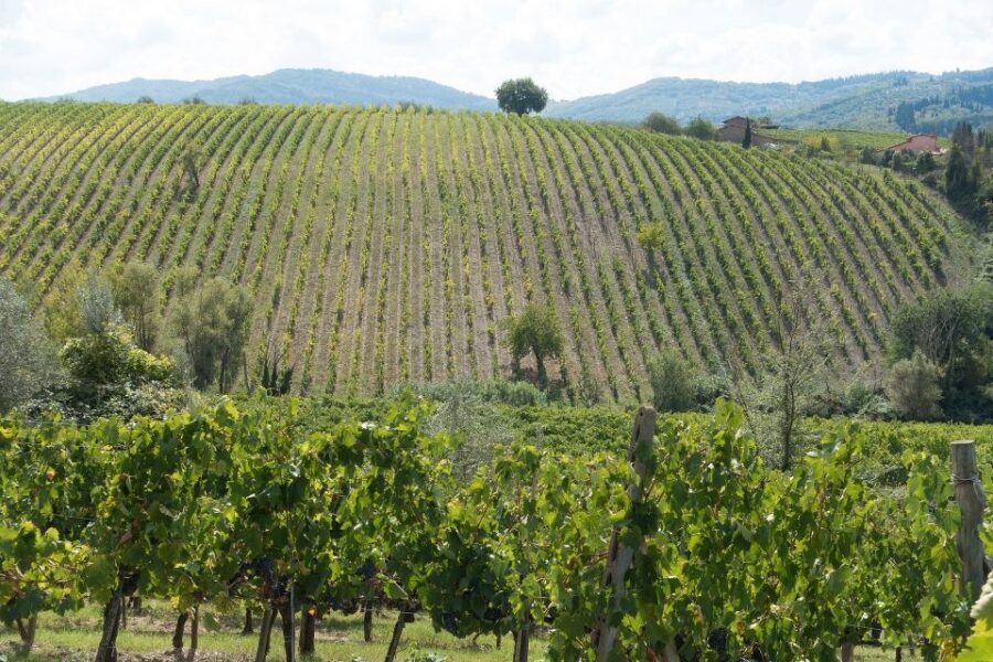 San Gimignano: Chianti wine tasting experience - A 1-Hour Chianti Tasting Right Outside San Gimignano’s Walls