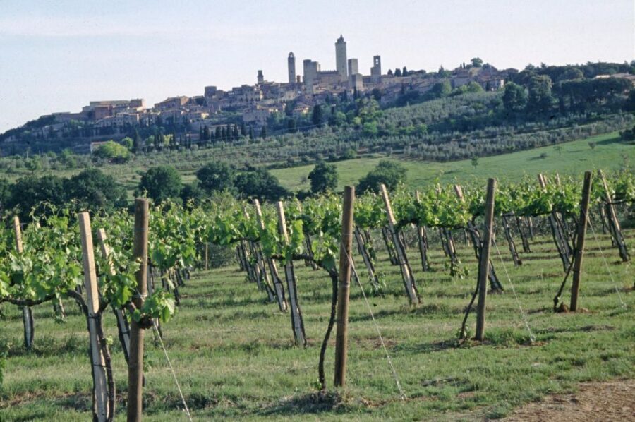 SAN GIMIGNANO: DEGUSTAZIONE CON VISTA SULLE TORRI - Vineyards and the wind factor: plan for outdoor time