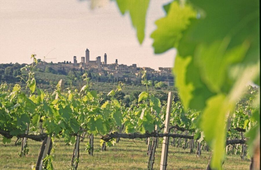SAN GIMIGNANO: DEGUSTAZIONE CON VISTA SULLE TORRI - Cantine tour: how Vernaccia gets made (and why that matters)