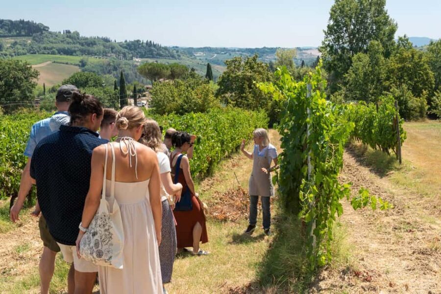 San Gimignano: Premium Wine Tour with Lunch - Olive oil tasting: the underrated Tuscany lesson