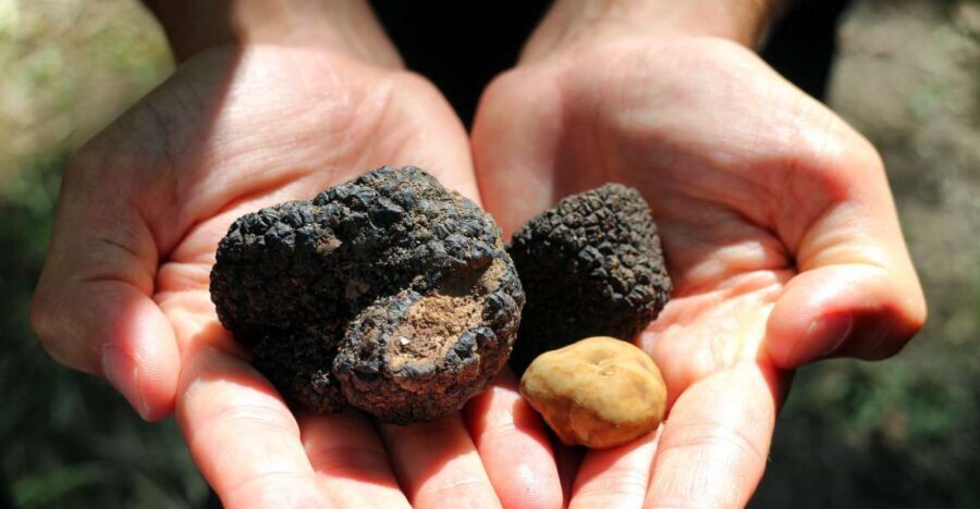 San Gimignano: Truffle Cooking Class with Wine Tasting - How the 120-minute truffle cooking class really works