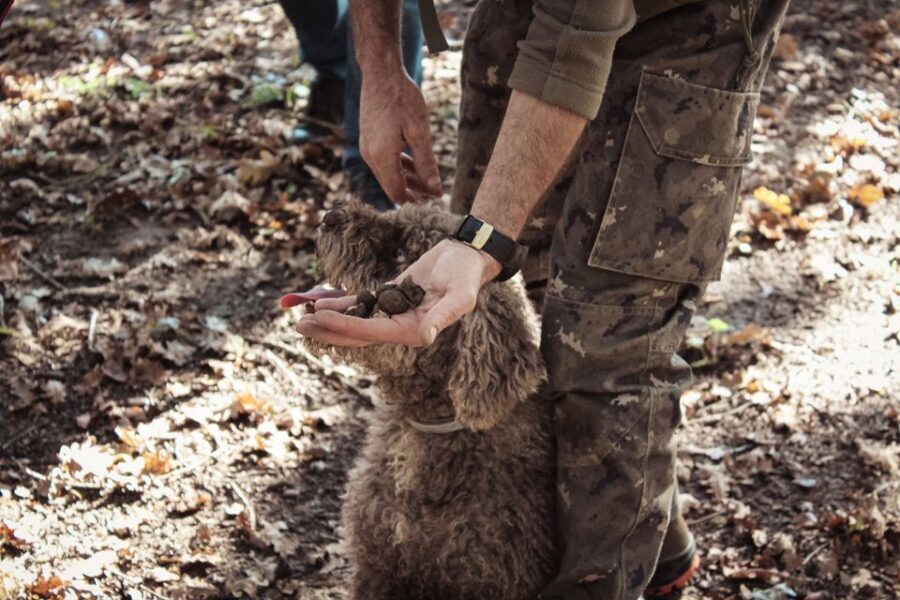 San Gimignano: Truffle Hunting with Lunch & Wine Tasting - Tenuta Torciano Truffle Hunt: What Makes It Worth Your Time