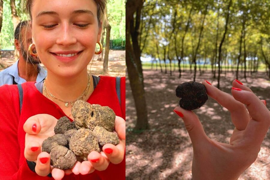 San Gimignano: Truffle Hunting with Lunch & Wine Tasting - Price and Value: Is $215.24 Fair for 3 Hours?